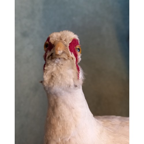 553 - TAXIDERMY: A Leucistic pheasant (Phasianus colchicus), set to a naturalistic tree stump ground, 47cm... 