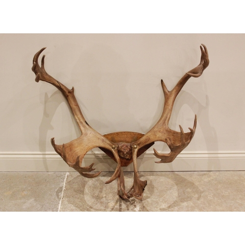 586 - TAXIDERMY: A pair of palmate thirty four point Caribou antlers of large proportions, probably 19th c... 