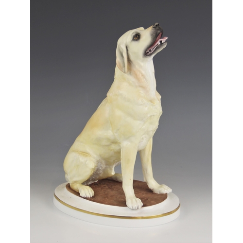 513 - A limited edition Royal Worcester Yellow Labrador by Kenneth Potts, modelled seated, numbered 43 of ... 