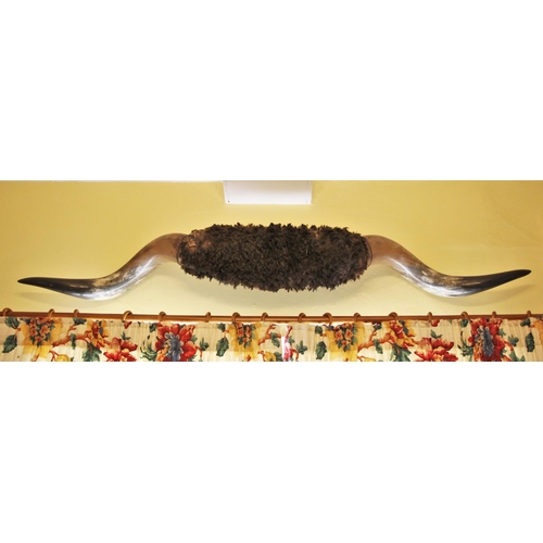 260 - * A pair of wall mounted bison horns, 175cm wide, mounted above the door at the entrance to Tushingh... 