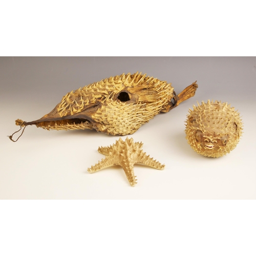 264 - TAXIDERMY: A taxidermy puffer fish skin, 50cm long, with a taxidermy inflated puffer fish, 17cm long... 