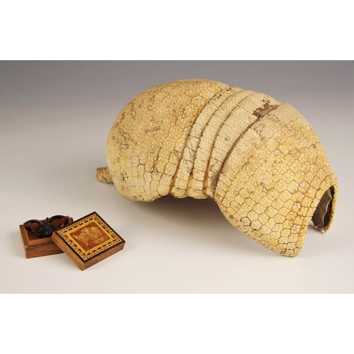 269 - TAXIDERMY: An Armadillo carapace with partial tail, 21cm long overall, with two tropical stag beetle... 