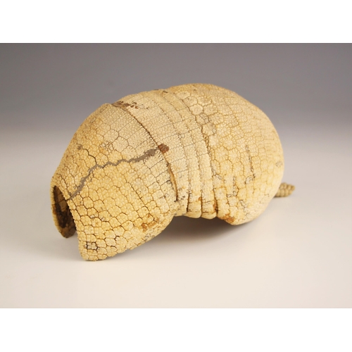 269 - TAXIDERMY: An Armadillo carapace with partial tail, 21cm long overall, with two tropical stag beetle... 