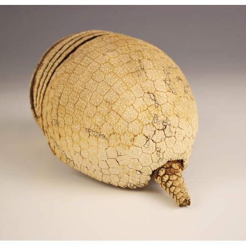 269 - TAXIDERMY: An Armadillo carapace with partial tail, 21cm long overall, with two tropical stag beetle... 