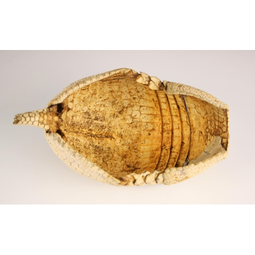 269 - TAXIDERMY: An Armadillo carapace with partial tail, 21cm long overall, with two tropical stag beetle... 