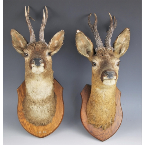 258 - TAXIDERMY: A pair of roe deer heads, early 20th century, on oak shield mounts, one dated 1.11.1909, ... 