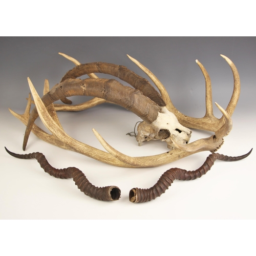 263 - TAXIDERMY: A pair of skull mounted antelope horns, probably late 19th or early 20th century, 54cm hi... 