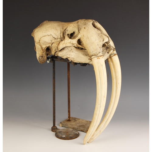 267 - TAXIDERMY: A walrus skull, (Obobenus rosmarus), unmounted, the tusks loose in the upper jaw, the sku... 