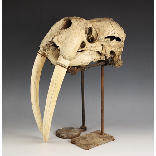 267 - TAXIDERMY: A walrus skull, (Obobenus rosmarus), unmounted, the tusks loose in the upper jaw, the sku... 