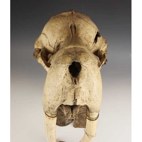 267 - TAXIDERMY: A walrus skull, (Obobenus rosmarus), unmounted, the tusks loose in the upper jaw, the sku... 