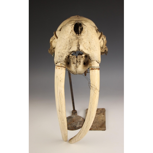 267 - TAXIDERMY: A walrus skull, (Obobenus rosmarus), unmounted, the tusks loose in the upper jaw, the sku... 