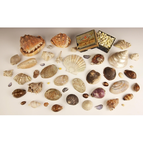 78 - A collection of decorative seashells, the group containing a pearlised troca shell, cowrie shells of... 