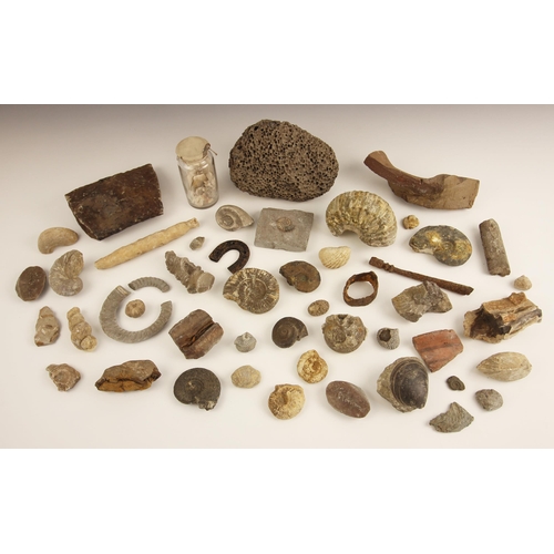 81 - A large collection of various fossils and ammonites, to include a large 'devils toenail', 10cm wide,... 