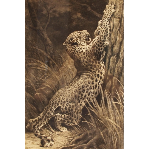 627 - After Herbert Thomas Dicksee (English, 1862- 1942),
Leopard clawing a tree,
Etching,
Signed in penci... 