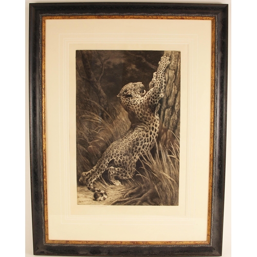 627 - After Herbert Thomas Dicksee (English, 1862- 1942),
Leopard clawing a tree,
Etching,
Signed in penci... 