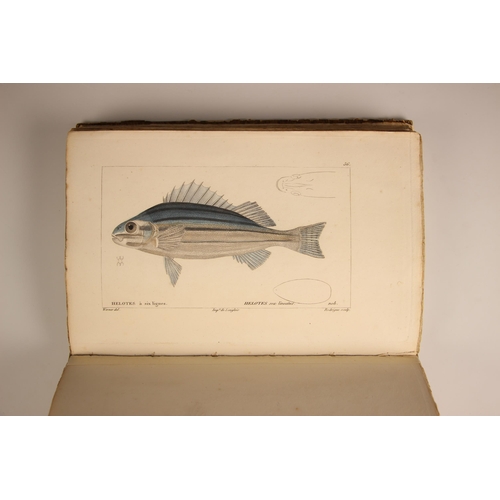 594 - Cuvier (Georges), a volume from HISTOIRE NATURELLE DES POISSONS, half leather, no title page, contai... 