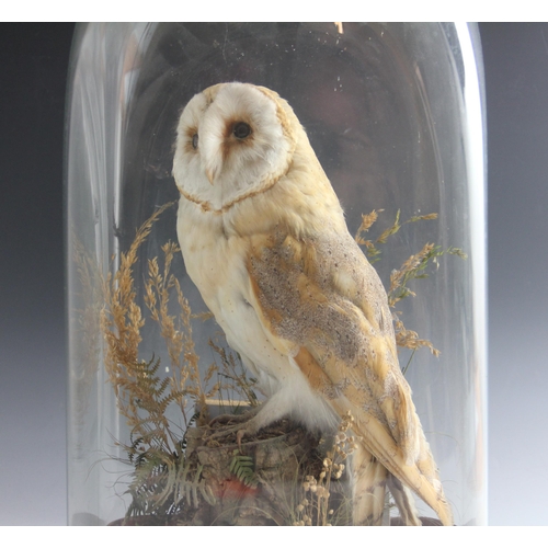 361 - TAXIDERMY: A cased barn owl, naturalistically modelled standing on a stump, cut from its original ca... 