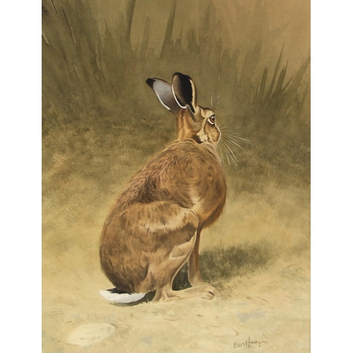 505 - Ben Hoskyns (British, b.1963),  
A seated hare,  
Watercolour on paper,  
Signed lower right,  
46cm... 