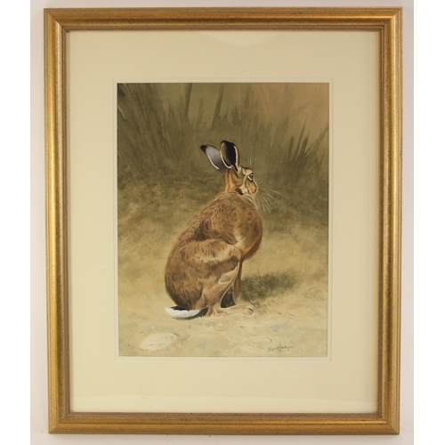 505 - Ben Hoskyns (British, b.1963),  
A seated hare,  
Watercolour on paper,  
Signed lower right,  
46cm... 