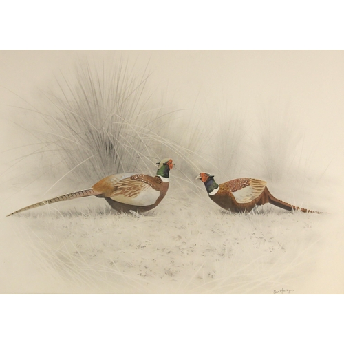 506 - Ben Hoskyns (b.1963), 
'Sparring Pheasants',  
Watercolour and pencil on paper,  
Signed lower right... 