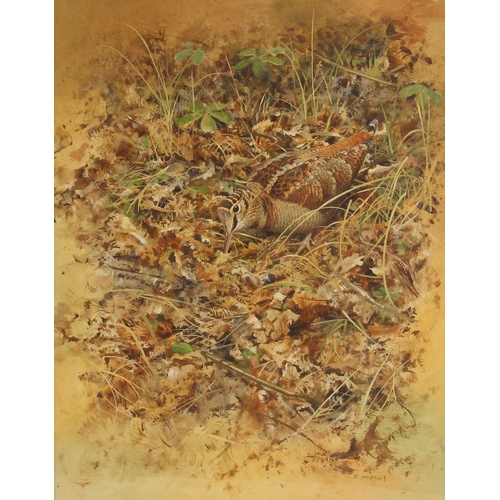 507 - Rodger McPhail (British, b.1953),  
A foraging woodcock,  
Watercolour and gouache on board,  
Signe... 