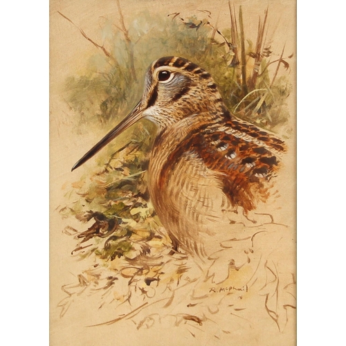 508 - Rodger McPhail (British, b.1953),  
A study of a woodcock,  
Watercolour and gouache on paper,  
Sig... 