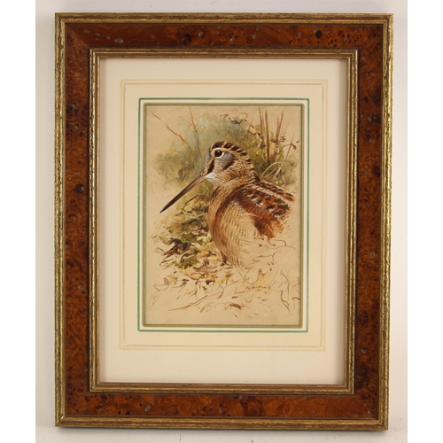 508 - Rodger McPhail (British, b.1953),  
A study of a woodcock,  
Watercolour and gouache on paper,  
Sig... 