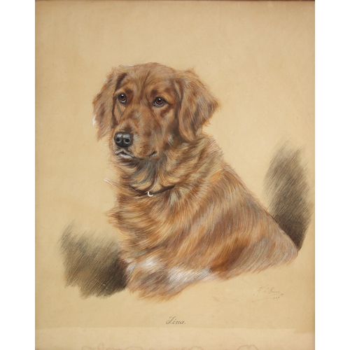 519 - K. C. Brown (British, active 1937-1962),  
'Tina', portrait of a golden retriever,  
Watercolour on ... 