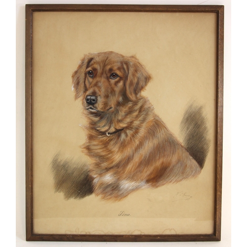 519 - K. C. Brown (British, active 1937-1962),  
'Tina', portrait of a golden retriever,  
Watercolour on ... 