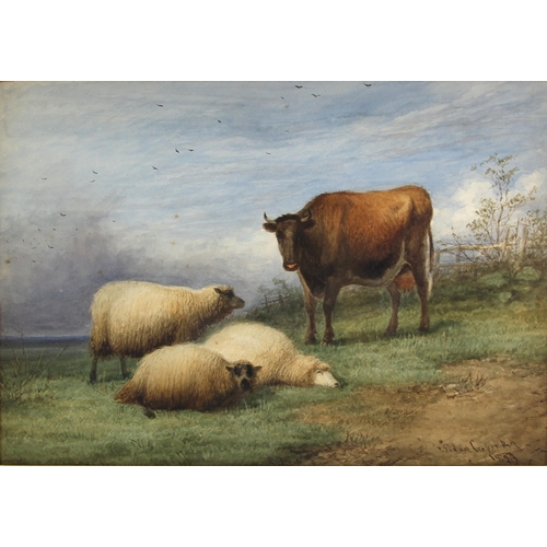 524 - Attributed to Thomas Sidney Cooper RA (British, 1803-1902),   
Study of sheep and a cow,  
Watercolo... 