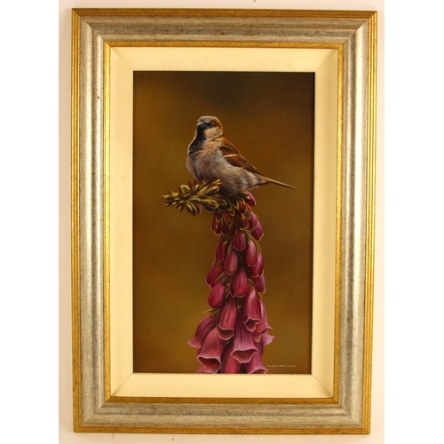 546 - Wayne Westwood (contemporary British),  
A sparrow atop a foxglove,  
Oil on board,  
Initialled low... 