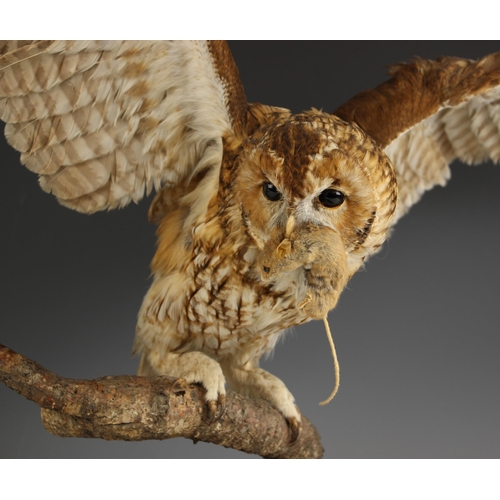 362 - TAXIDERMY: A tawny owl, modelled with wings outstretched and holding a mouse in its beak, mounted on... 