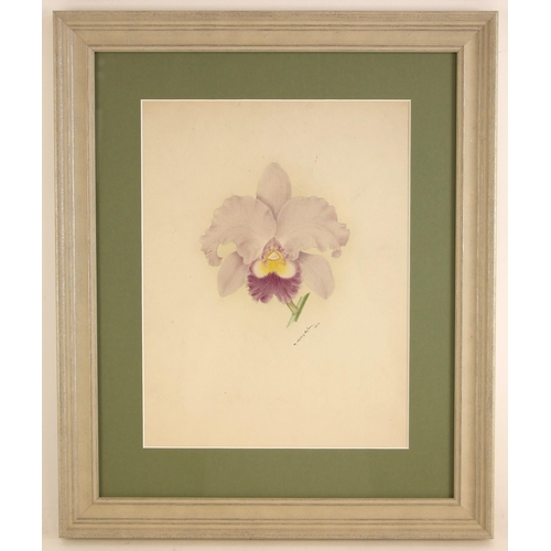 518 - Minnie Walters Anson (British, 1875-1959),  
Study of an orchid flower,   
Watercolour on card,  
Si... 