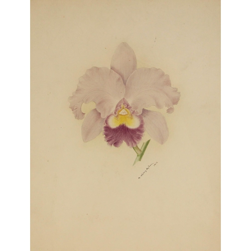 518 - Minnie Walters Anson (British, 1875-1959),  
Study of an orchid flower,   
Watercolour on card,  
Si... 