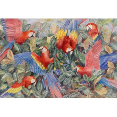 504 - Emma Faull (contemporary British),  
Macaws,  
Watercolour on paper,  
Unsigned,  
88.5cm x 123cm,  ... 