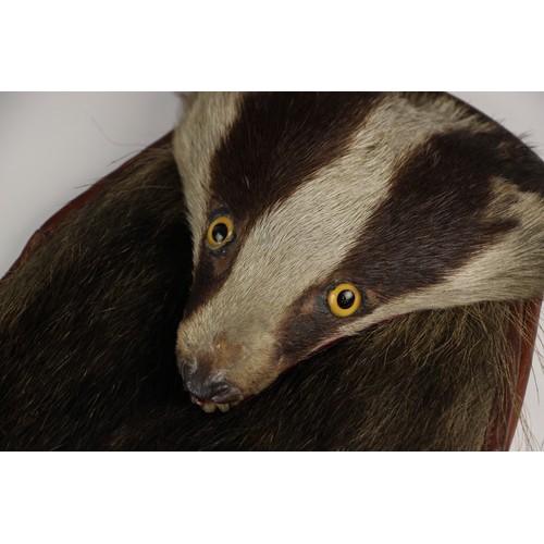 363 - TAXIDERMY: a Badger incorporated into a brass mounted leather sporran, the head modelled flat, with ... 