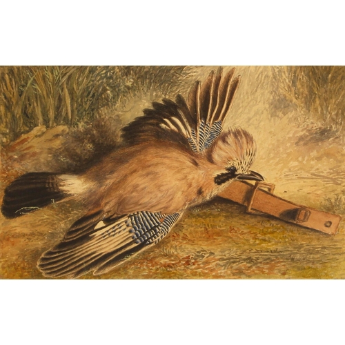 321 - English school (19th century),  
A trapped jay,  
Watercolour on paper,  
Unsigned,  
14cm x 23cm,  ... 