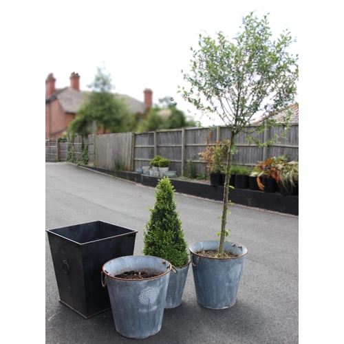 1058 - A topiary ilex or euonymus type cone, 94cm high, planted in a 'Heritage' bucket style planter, 47cm ... 