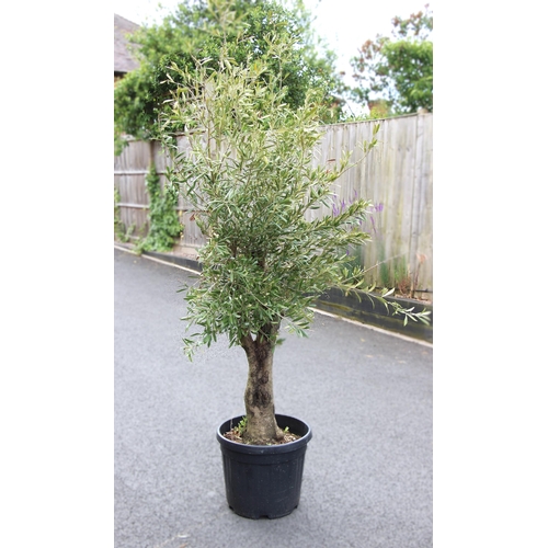 1063 - An olive tree planted in a large plastic trug, the tree approximately 1.8m tall