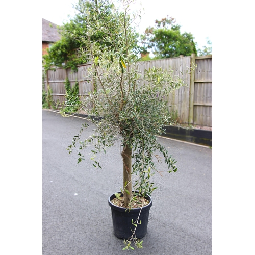 1064 - An olive tree planted in a large plastic trug, the tree approximately 1.8m tall