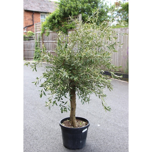 1065 - An olive tree planted in a large plastic trug, the tree approximately 1.8m tall