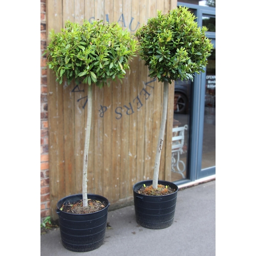 1069 - A pair of bay trees, each of lollipop form, planted in plastic trugs, the trees approximately 2m tal... 