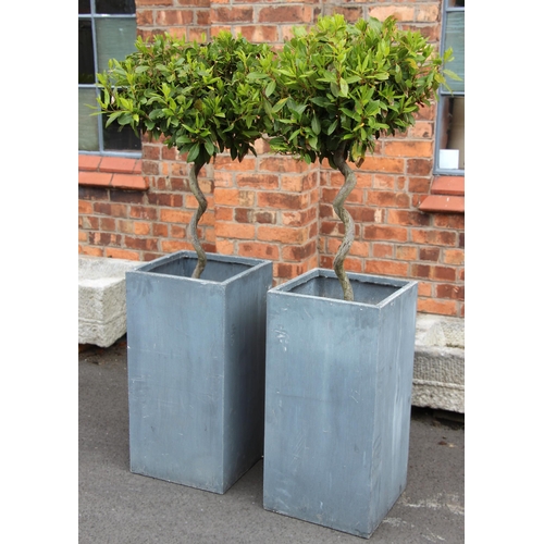 1070 - A pair of bay trees, each of dwarf lollipop form with spiral trunks, each in a decorative grey plant... 