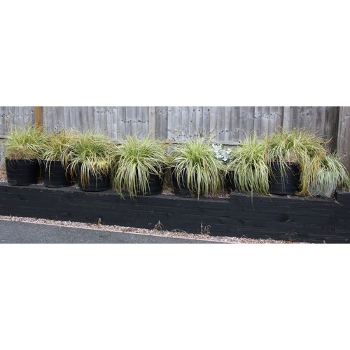 1061 - Eight Carex type ornamental grass specimens, each planted in a large plastic trug (8)