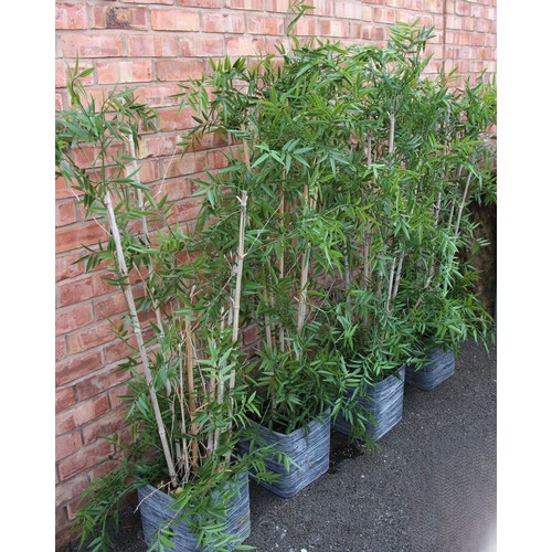 1068 - Four faux bamboo plants in decorative pots, each approximately 1.7m high (4)