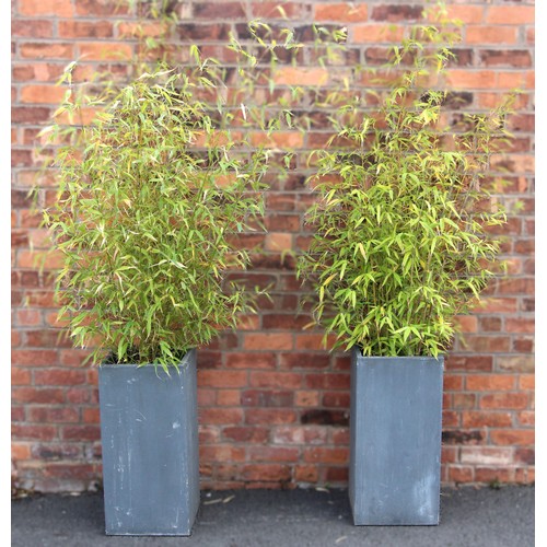 1120 - Two bamboo specimens planted in decorative planters, each specimen approximately 1.6m tall, the plan... 