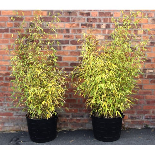 1121 - Two bamboo specimens planted in plastic trugs, each specimen approximately 1.6m tall (2)