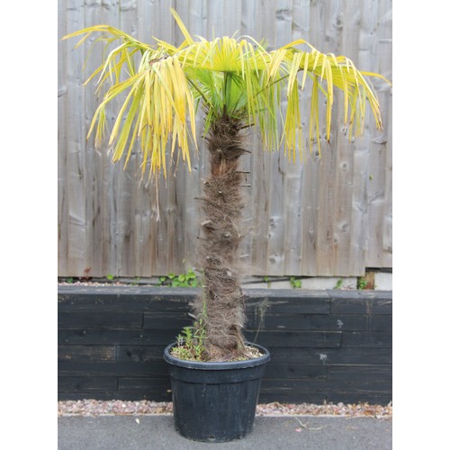 1122 - A Trachycarpus fortunei type palm tree, approximately 20 years old, planted within a plastic trug, a... 