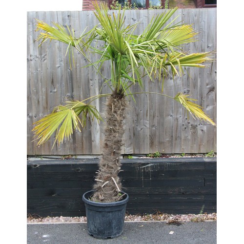 1123 - A Trachycarpus fortunei type palm tree, approximately 20 years old, planted within a plastic trug, a... 