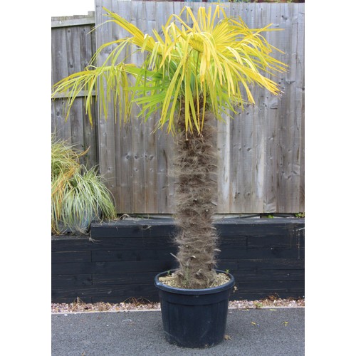 1124 - A Trachycarpus fortunei type palm tree, approximately 20 years old, planted within a plastic trug, a... 